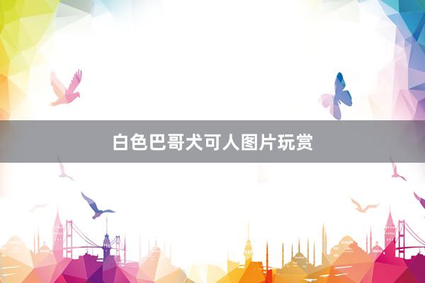 白色巴哥犬可人图片玩赏